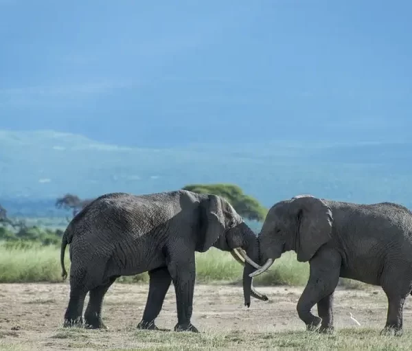 elephant